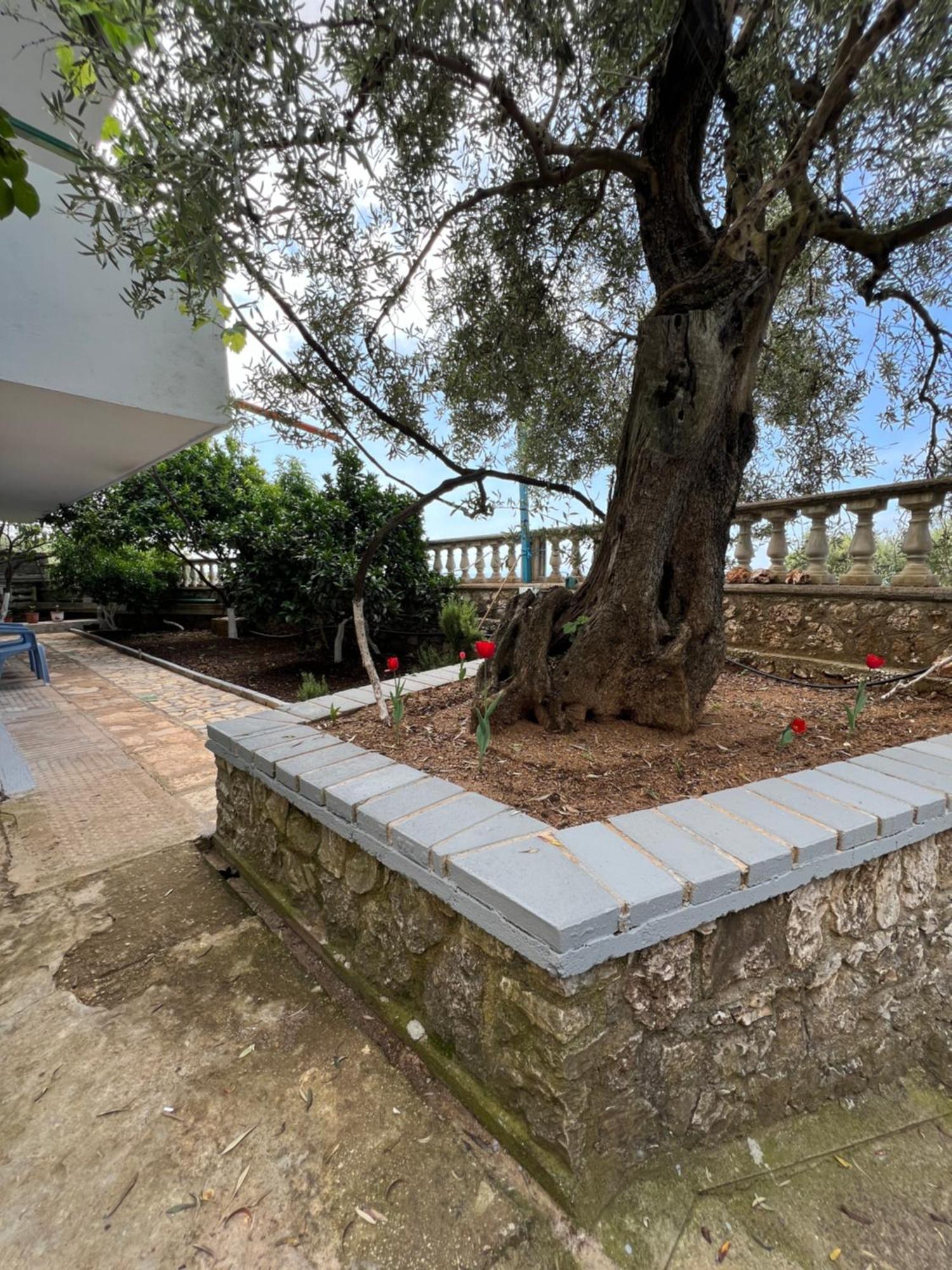 Petra Oliva Apartment Dhermi Luaran gambar
